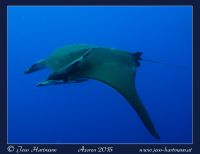 Mobula an der Princess-Alice-Bank